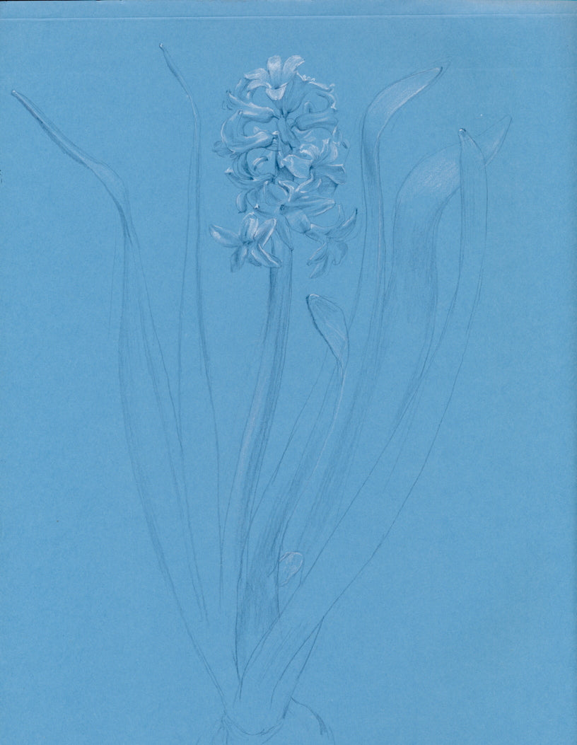 Andrew S. Conklin - Hyacinth