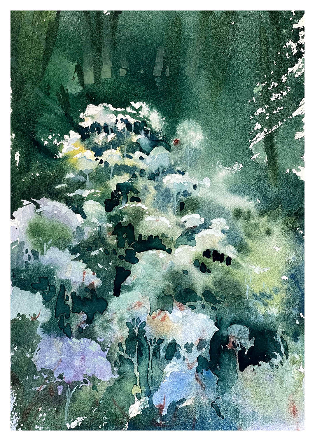 Steve Puttrich – Hydrangeas