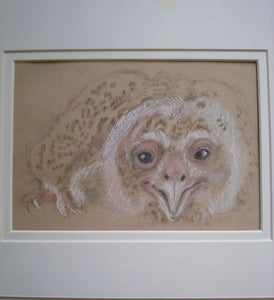 Mary Palmer – Verreaux's Eagle Owl Chick